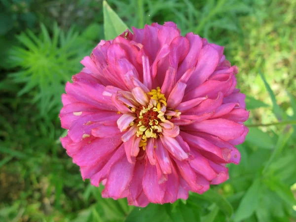 Nahaufnahme einer rosafarbenen Zinnia-Blume an der Spitze — Stockfoto