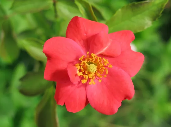 Rosa rossa selvatica — Foto Stock