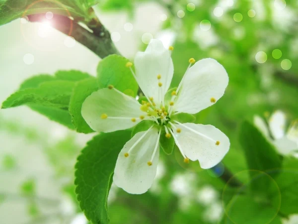Spring blossom background — Stock Photo, Image