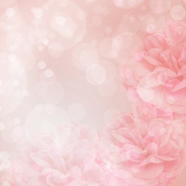 bokeh arka plan üzerinde güzel pembe Gül