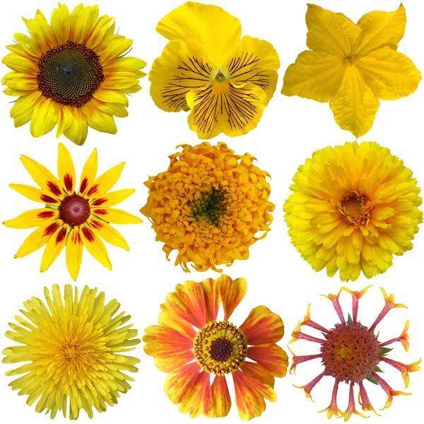 Kollázs elszigetelt sárga virágok — Stock Fotó