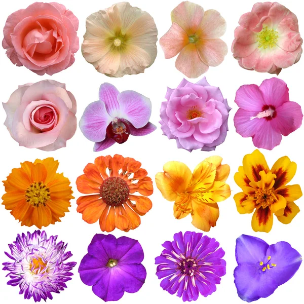Set of colorful seasonal blooms Royalty Free Stock Photos