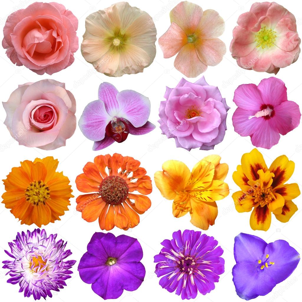 Set of colorful seasonal blooms