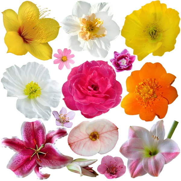 set of flower heads isolated on white background