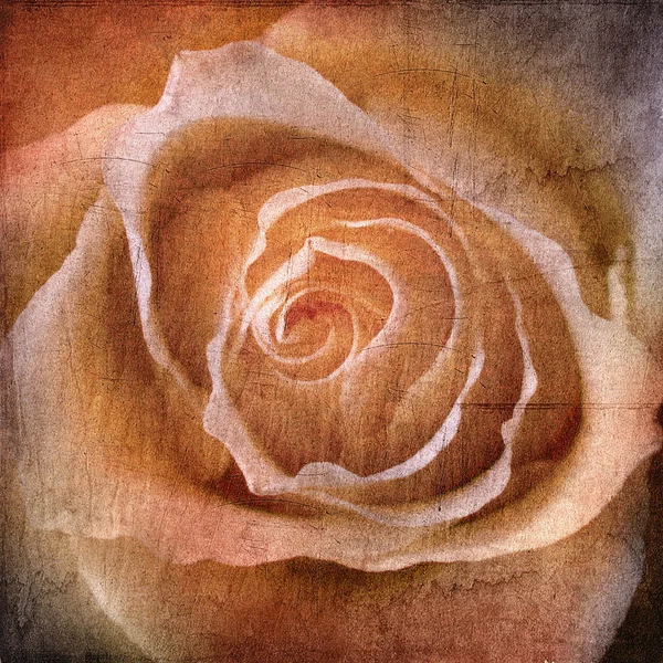 Beau fond rose — Photo