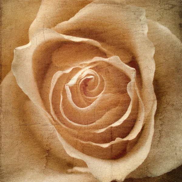 Красиві троянди фону — стокове фото