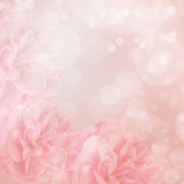 bokeh arka plan üzerinde güzel pembe Gül
