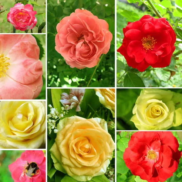 バラの美しいコラージュ — ストック写真