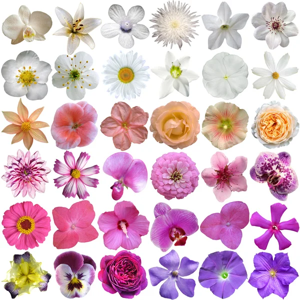Gran selección de varias flores aisladas sobre fondo blanco — Foto de Stock