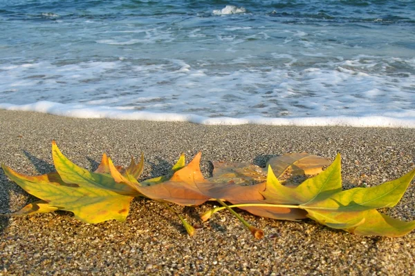 Folhas de outono na areia perto do mar azul — Fotografia de Stock