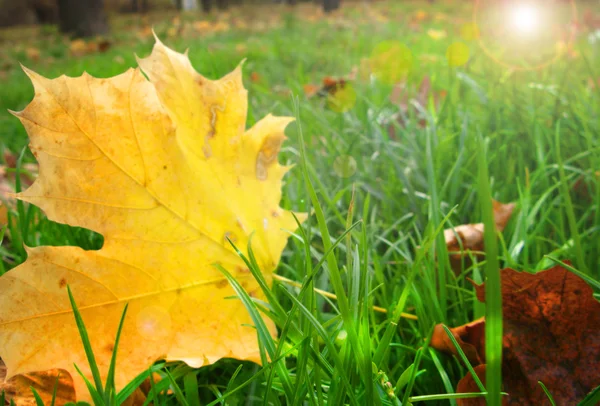 Autumn — Stock Photo, Image