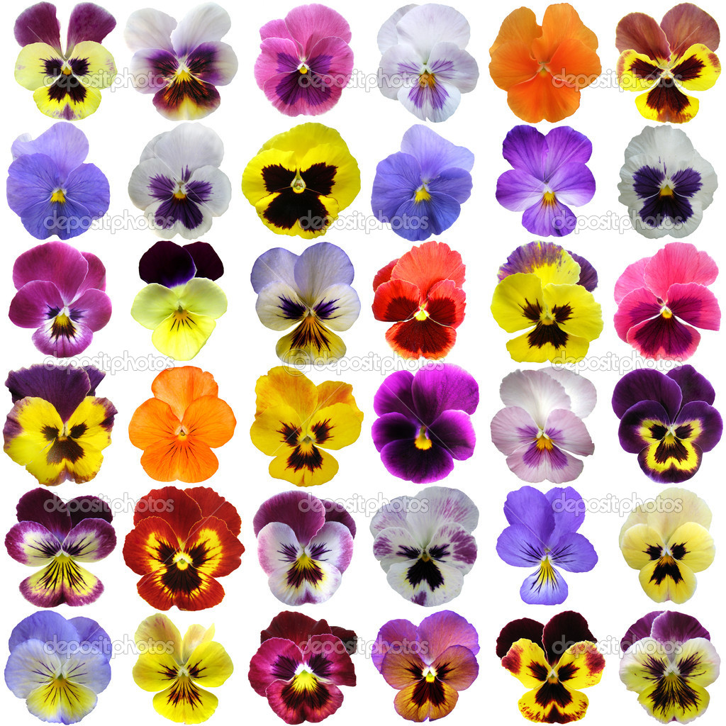 Pansies on White background