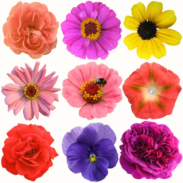 Selection of Various Flowers Isolated on White Background — Stock Photo, Image