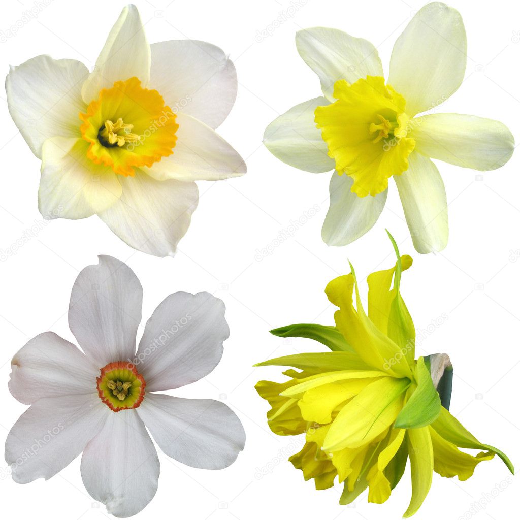 narcissus flowers isolated on white background 