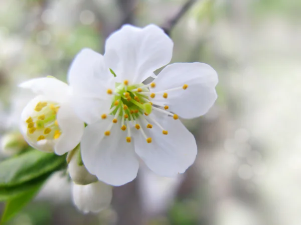 Bloemen van de kersenbloesem — Stockfoto