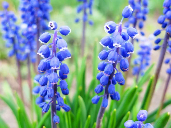 Primavera flores azules —  Fotos de Stock