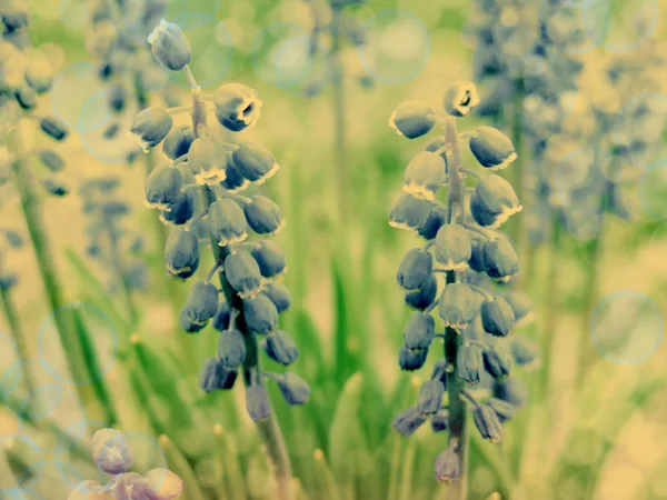 Spring blue flowers — Stock Photo, Image