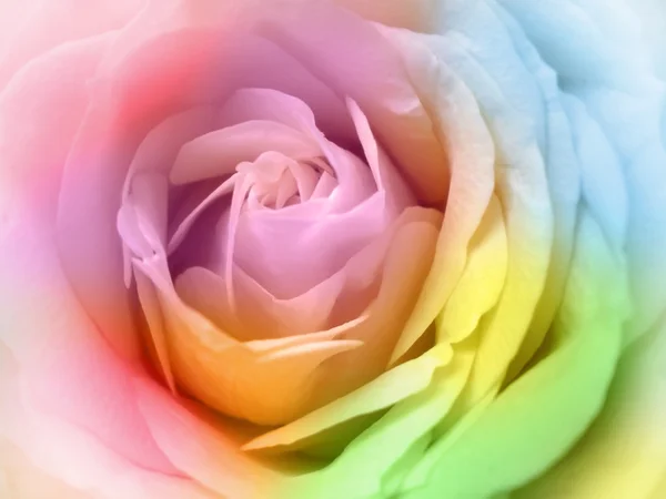 Close up of beautiful multicolor rose — Stock Photo, Image