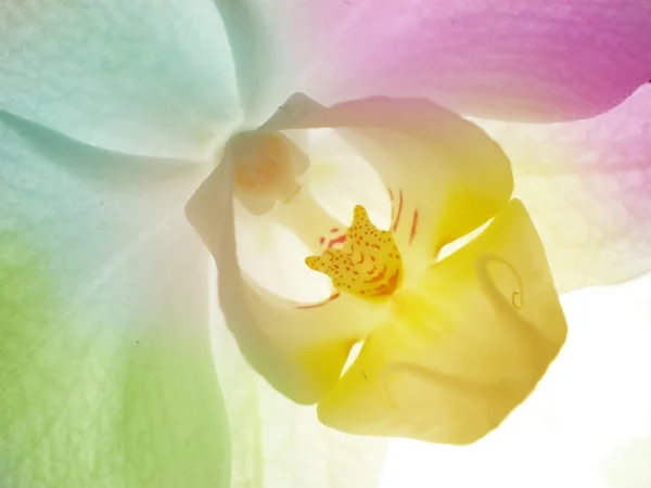 White orchid — Stock Photo, Image
