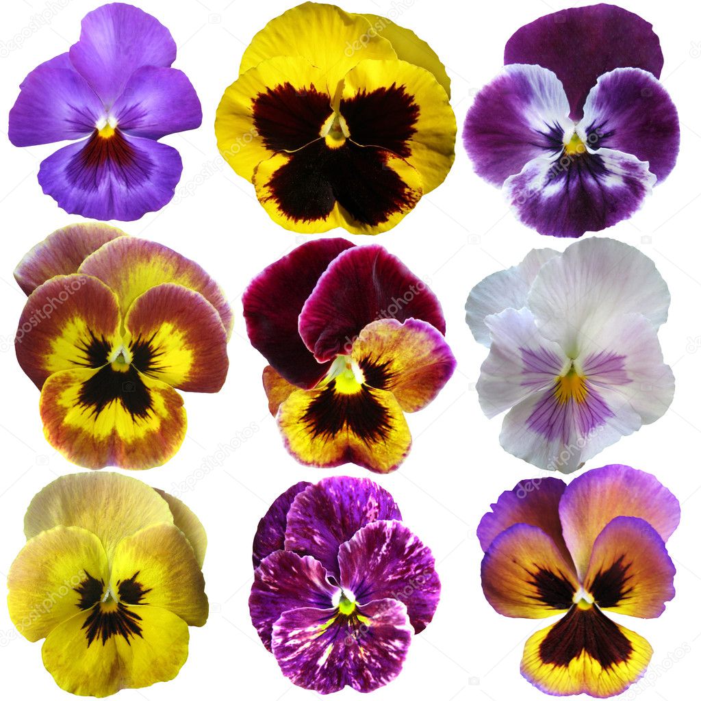 Pansies on White background 