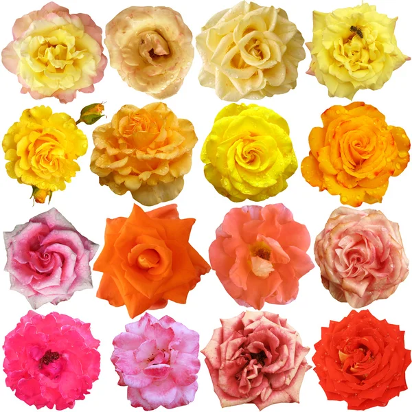 La rosa fiorisce — Foto Stock