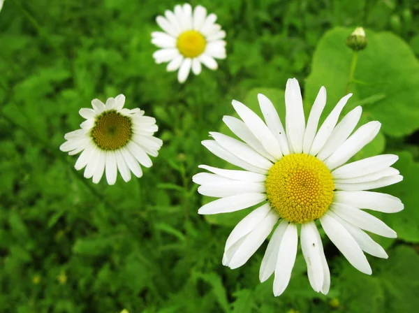 Hierba verde con flores de margarita Imágenes De Stock Sin Royalties Gratis