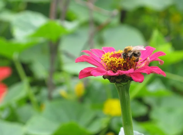 Бджола на рожевій квітці Стокове Фото