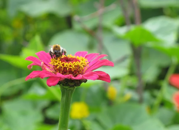 분홍색 꽃 위에 있는 벌 스톡 이미지