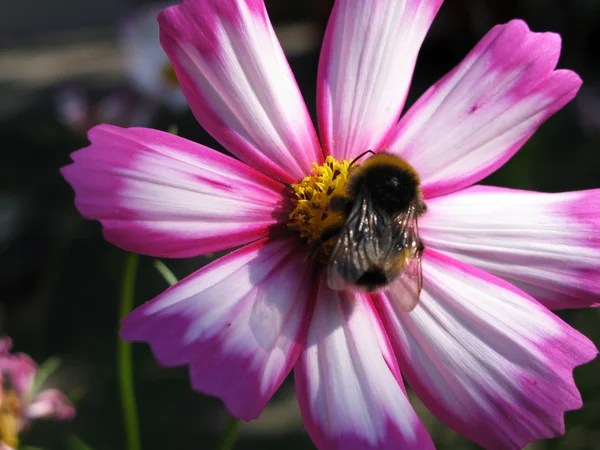 A bee on the pink flower Stock Picture