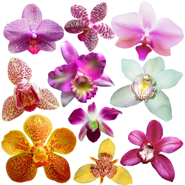 Coleção de flor de orquídea isolada em branco — Fotografia de Stock