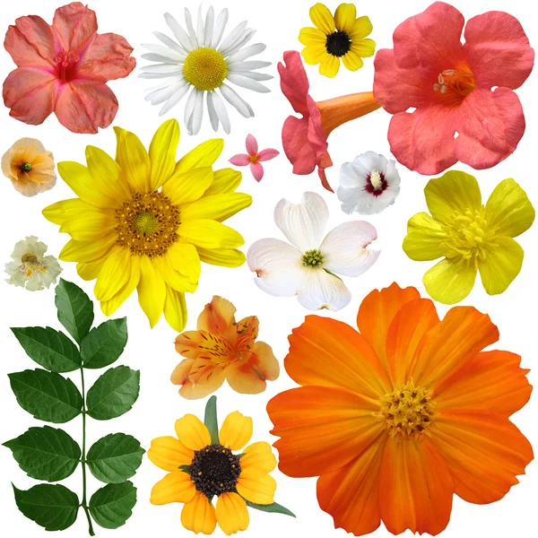 Conjunto de flores sobre un fondo blanco — Foto de Stock