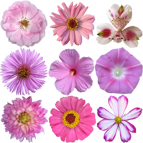 Collection of pink  flowers isolated on white — Stock Photo, Image