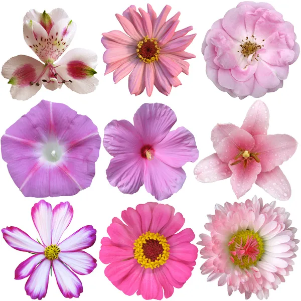 Collection of pink  flowers isolated on white — Stock Photo, Image