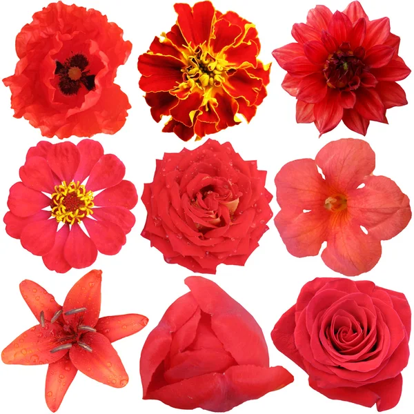 Набір червоні квіти, ізольовані на білому — стокове фото