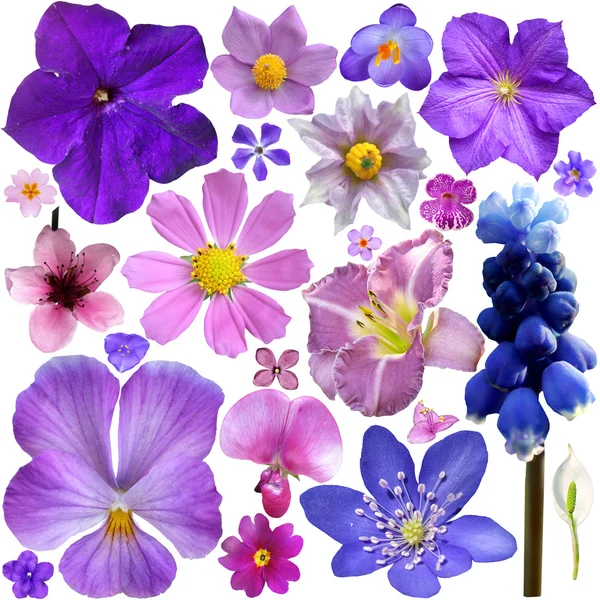 Collection of blue, purple flowers isolated on white background — Stock Photo, Image