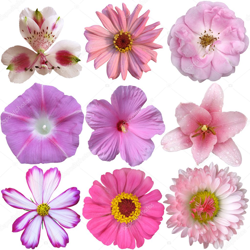 collection of pink  flowers isolated on white 