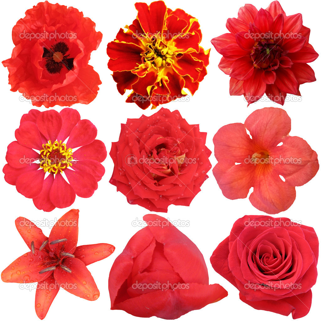 The set of Red Flowers Isolated on White
