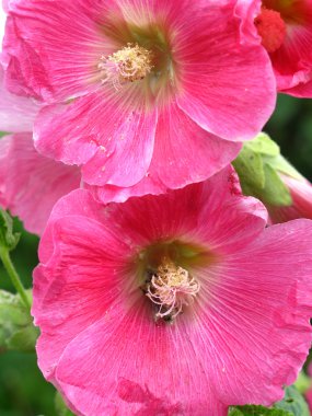 Makro, bir yıllık ebegümeci