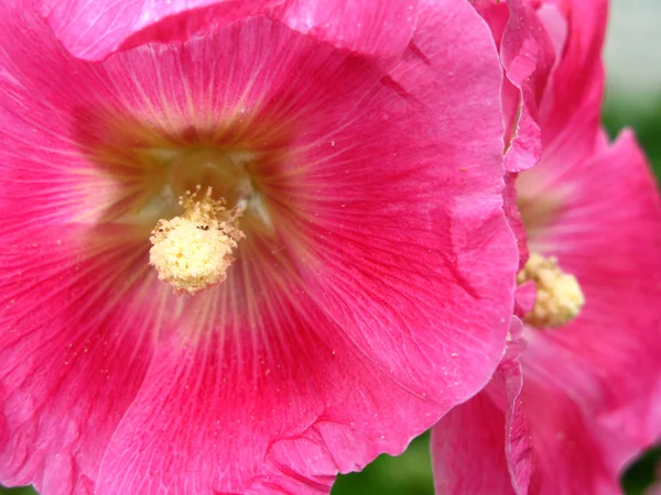 Macro de um Malva Anual — Fotografia de Stock