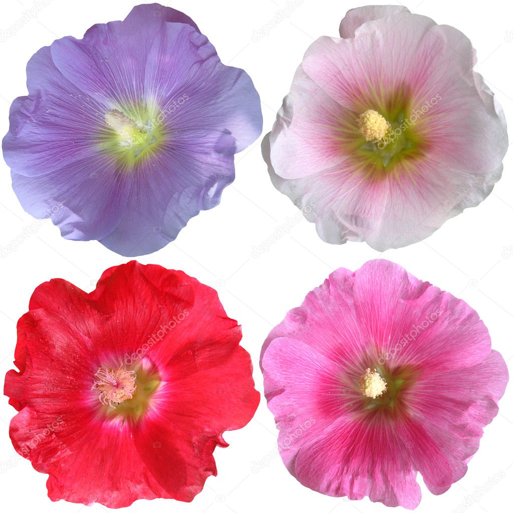 白い背景の上のアオイ科の植物の花のセット ストック写真 C O April 白い背景の上のアオイ科の植物の花のセット ストック写真 C O April