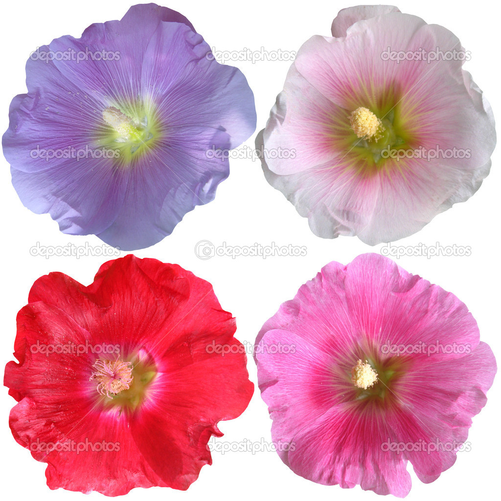 Set of mallow flowers on white background 