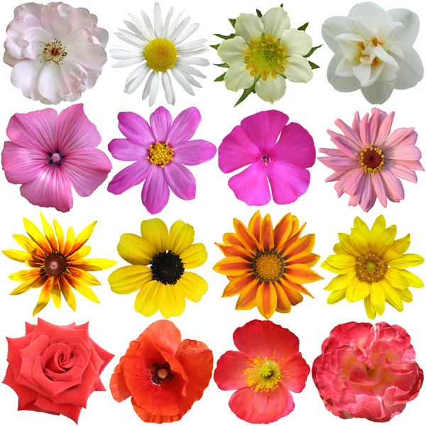 Set of colorful seasonal blooms — Stock Photo, Image