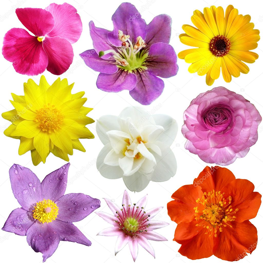 Set of flowers in different shapes, color — Stock Photo © o_april #8968897