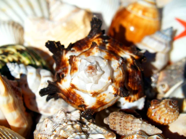 貝殻だ — ストック写真