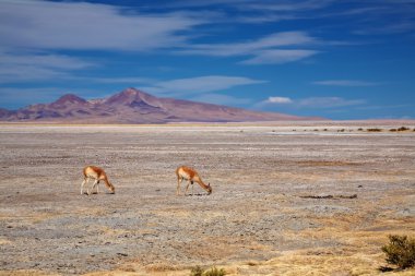 vicunas salar de tara yılında Şili