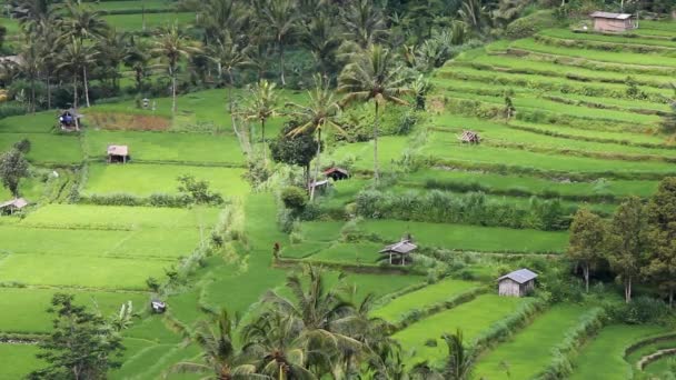 Terrazas de campo cerca del monte Agung, Bali — Vídeos de Stock