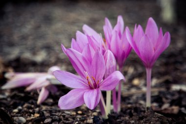 Mor sonbahar crocus closeup