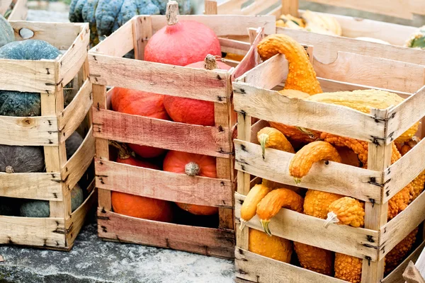 Las calabazas otoñales en las cajas —  Fotos de Stock