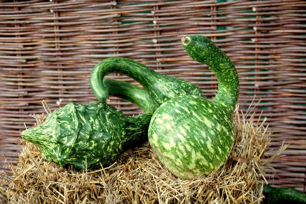 Zucche di autunno su tavola di legno — Foto Stock