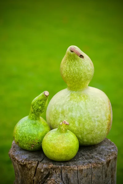 Зеленые тыквы — стоковое фото